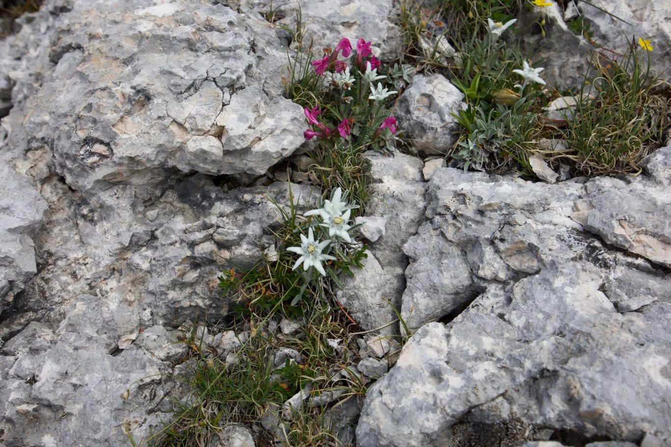 Edelweiss am Col de Lasta