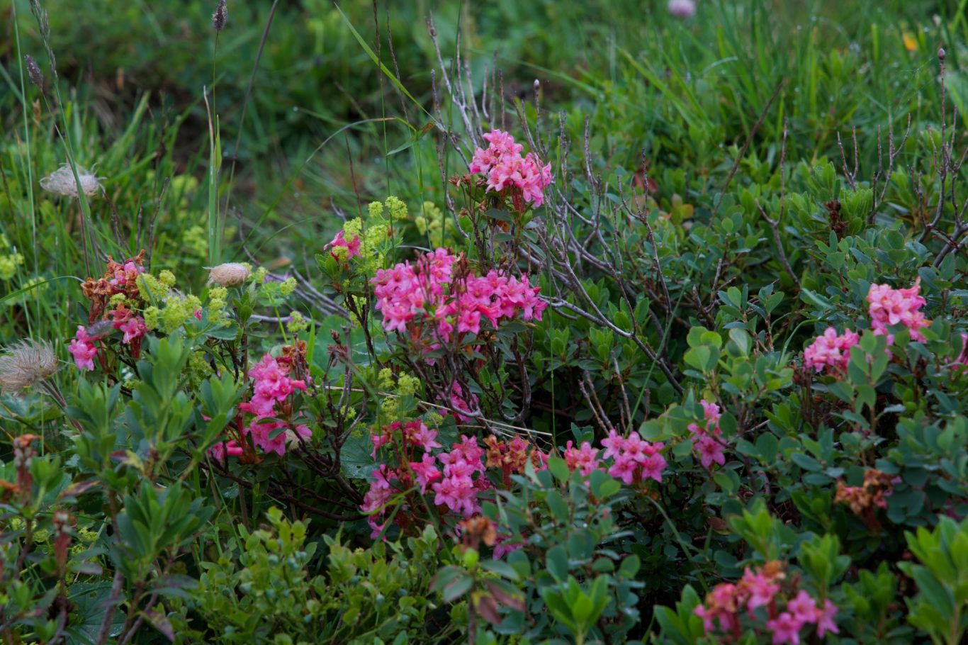Alpenrose
