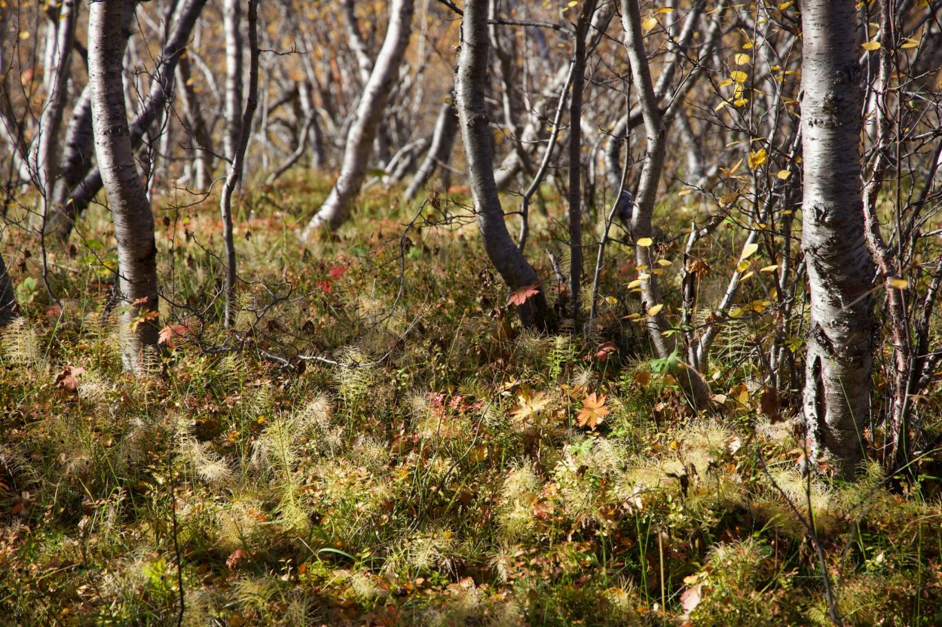 Idyllischer Birkenwald in der Ásbyrgi-Schlucht