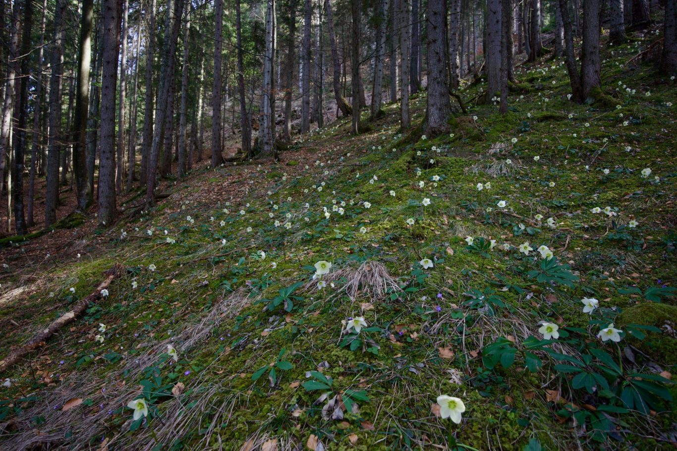 Auch beim Abstieg leuchten die Schneerosen im Wald