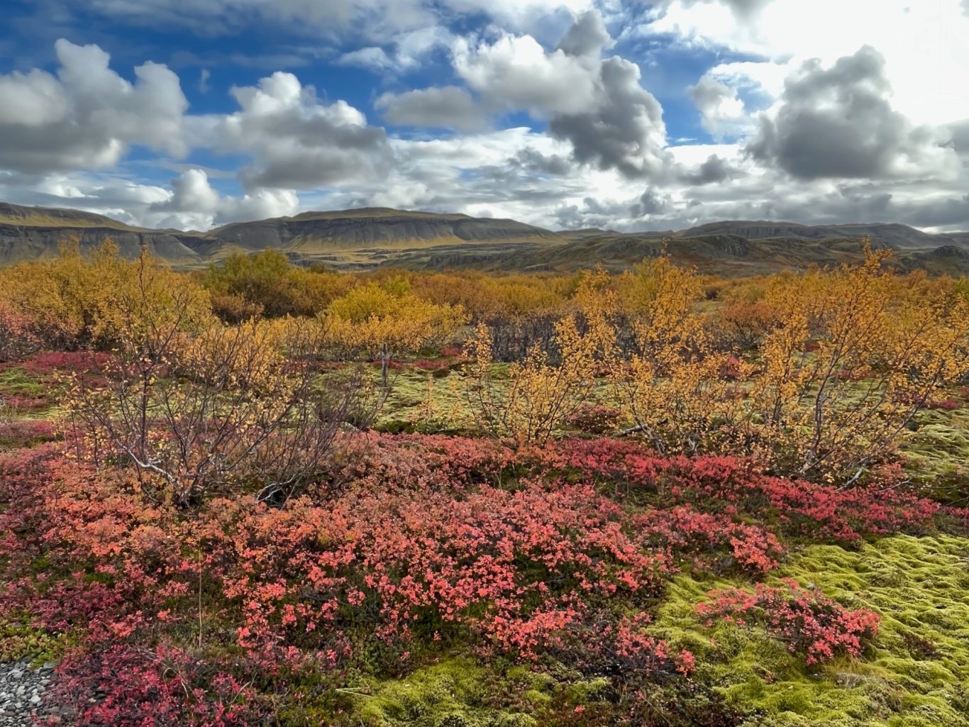 Herbstliche Heidelandschaft bei Bifröst
