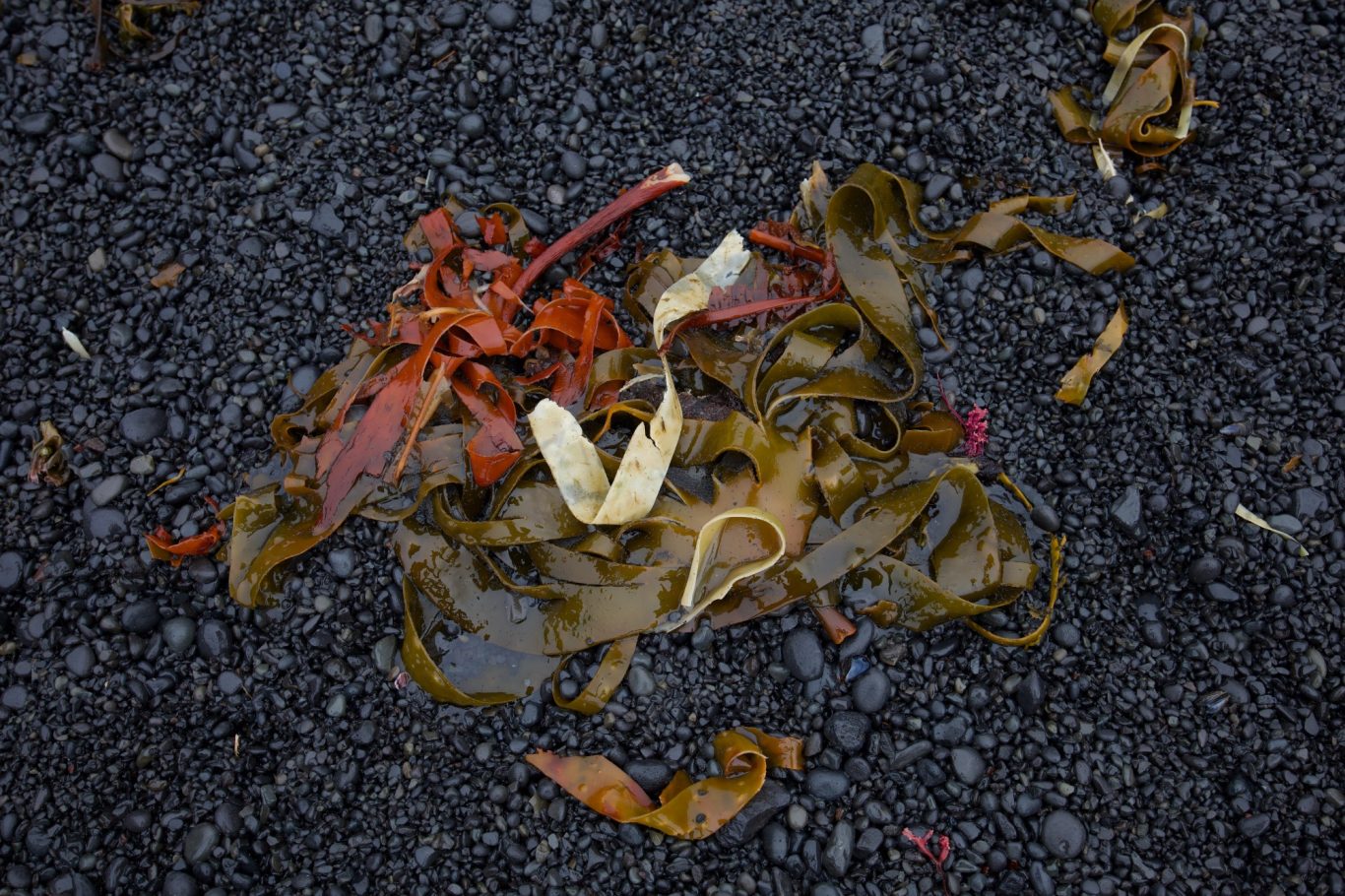 Bunte Algen auf schwarzem Strand.