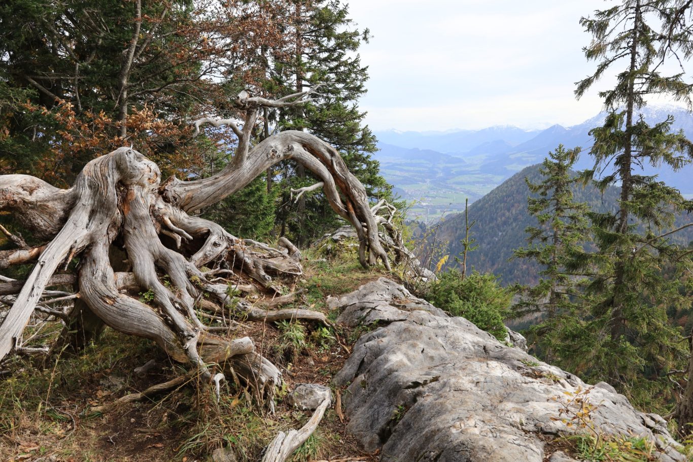 WWW - Wilder Wurzel Weg