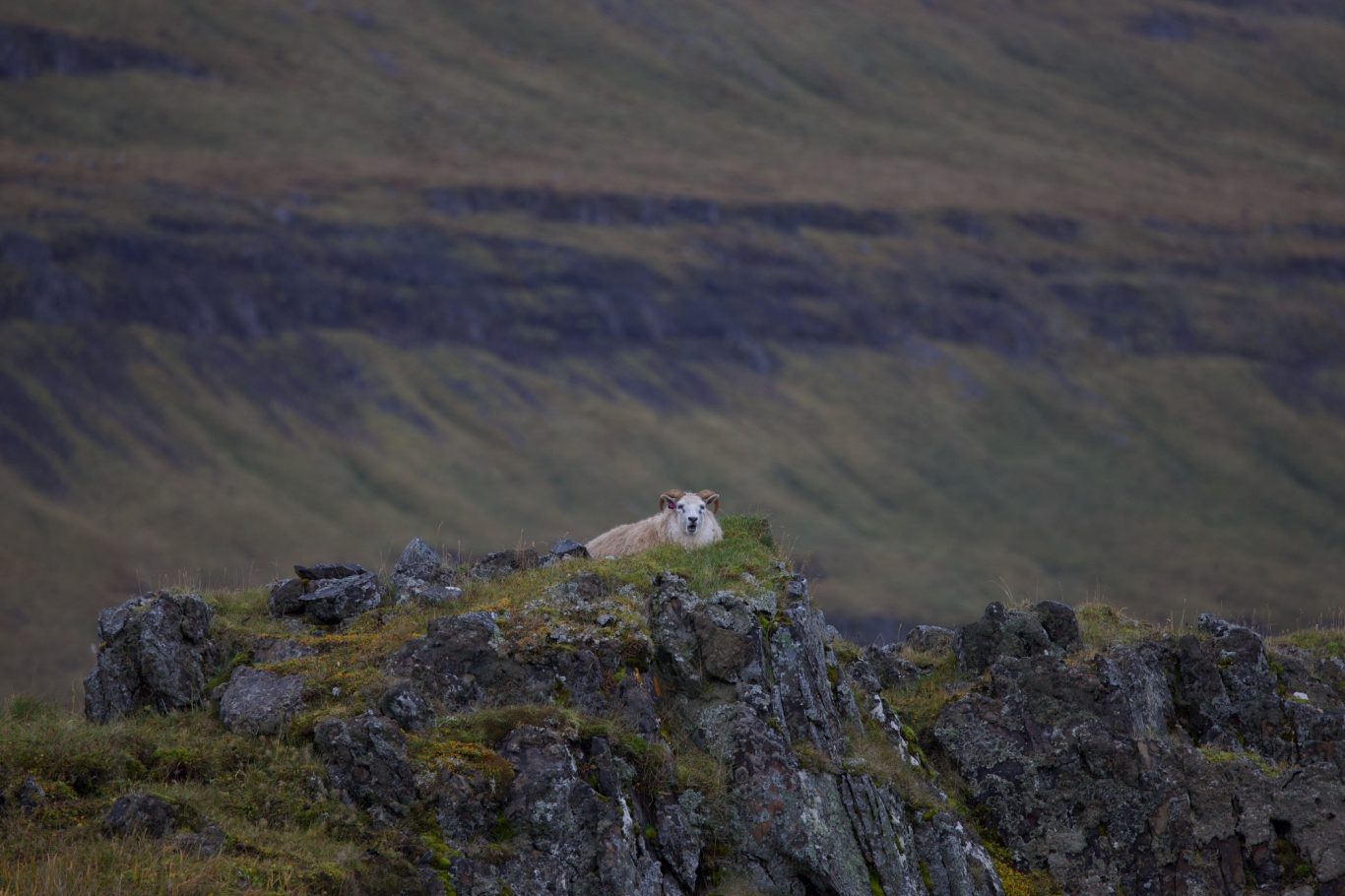Dieses Exemplar wollte sich nicht einfangen lassen