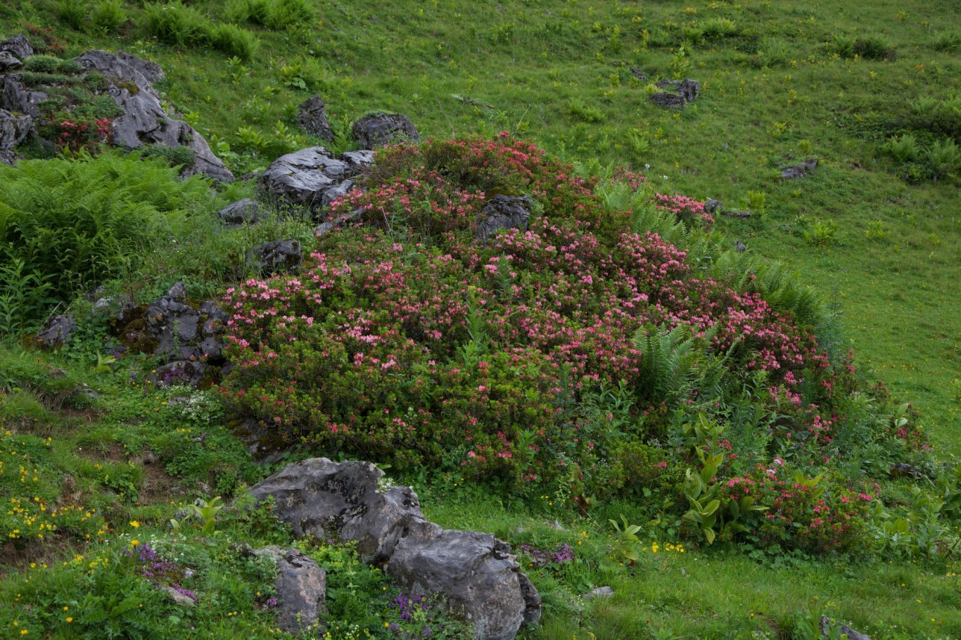 Noch mehr Alpenrosen