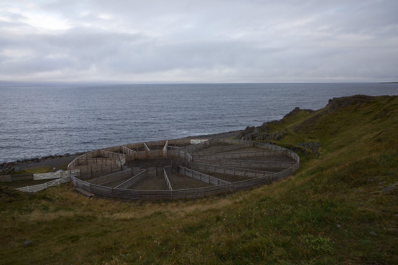 Schafpferch auf Vatnsnes