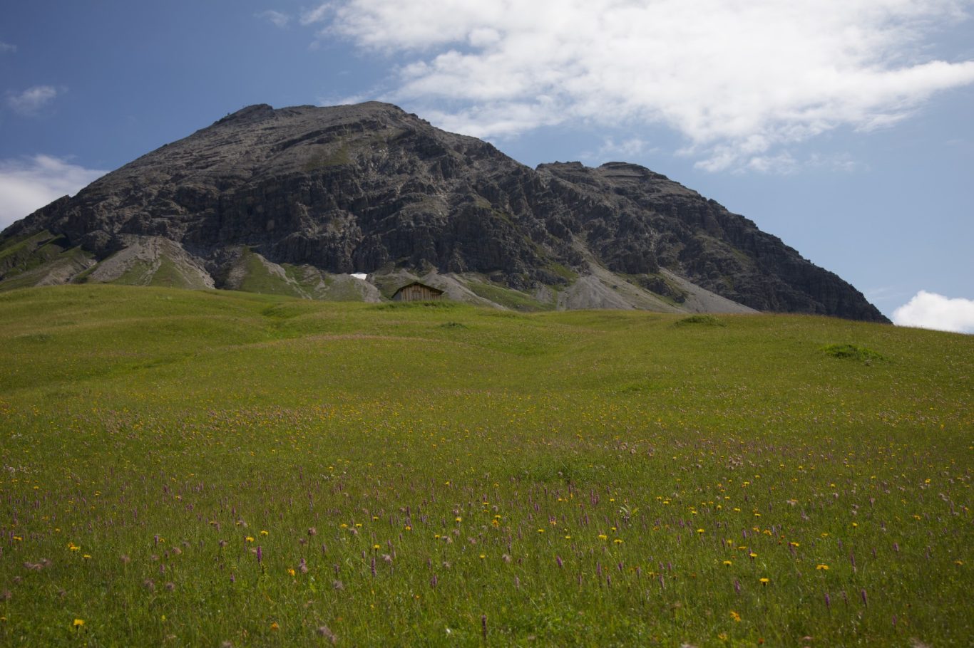 Bergblumenwiese unterhalb der Rüfispitze
