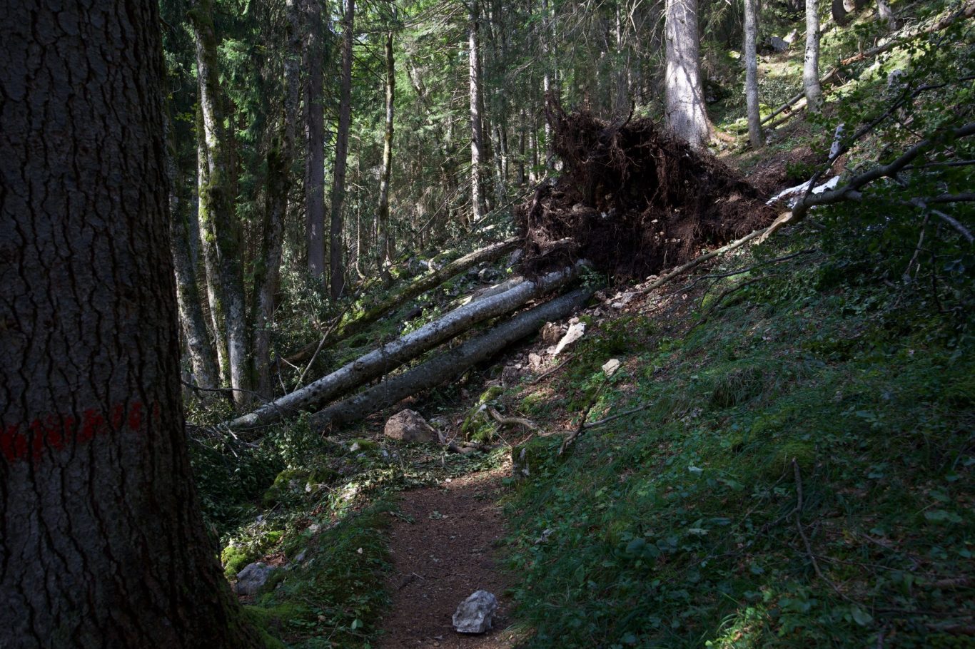 Schneebruch beim Anstieg zum Brünnsteinhaus