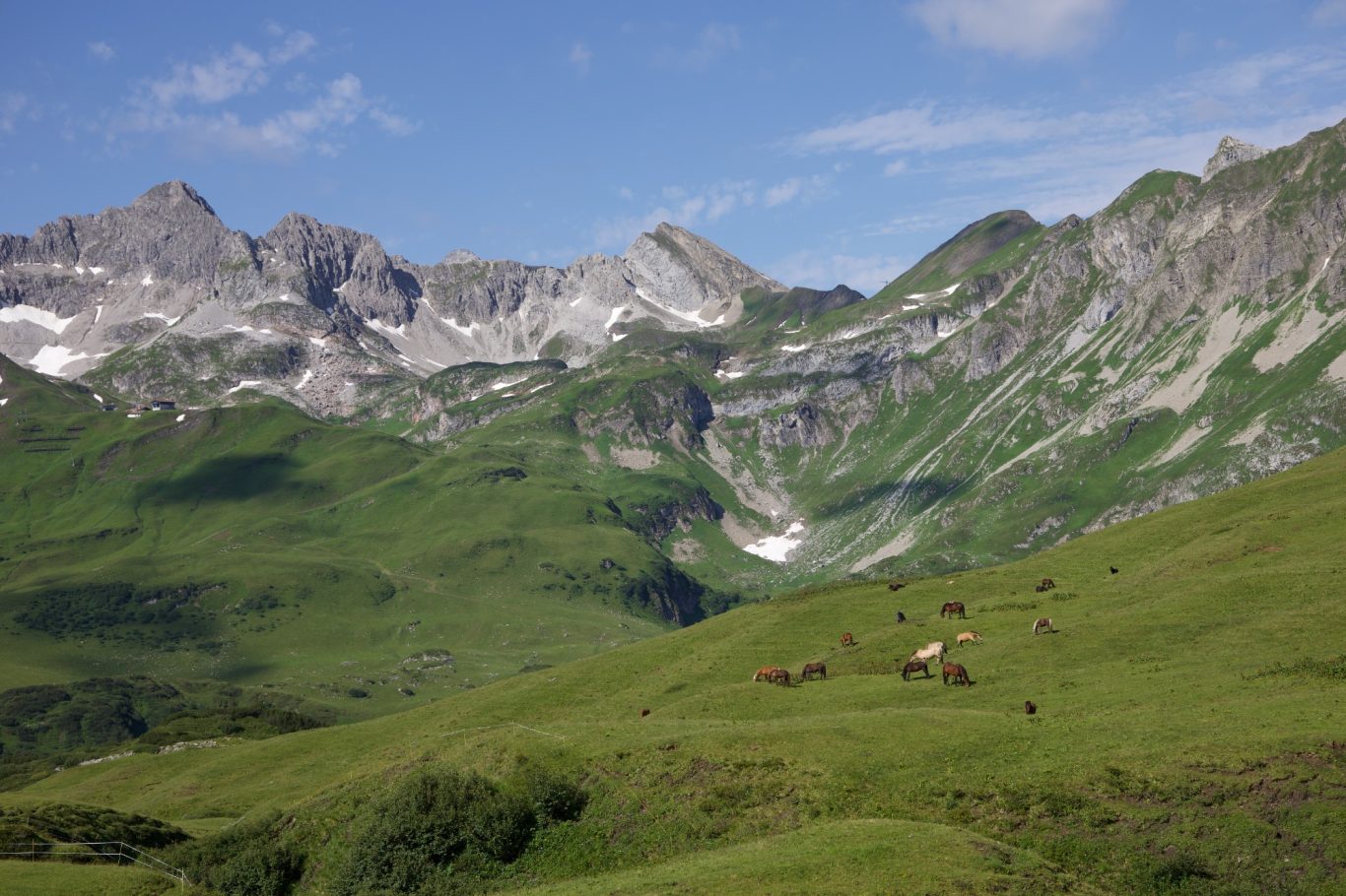 Pferdeherde unterhalb vom Rüfikopf