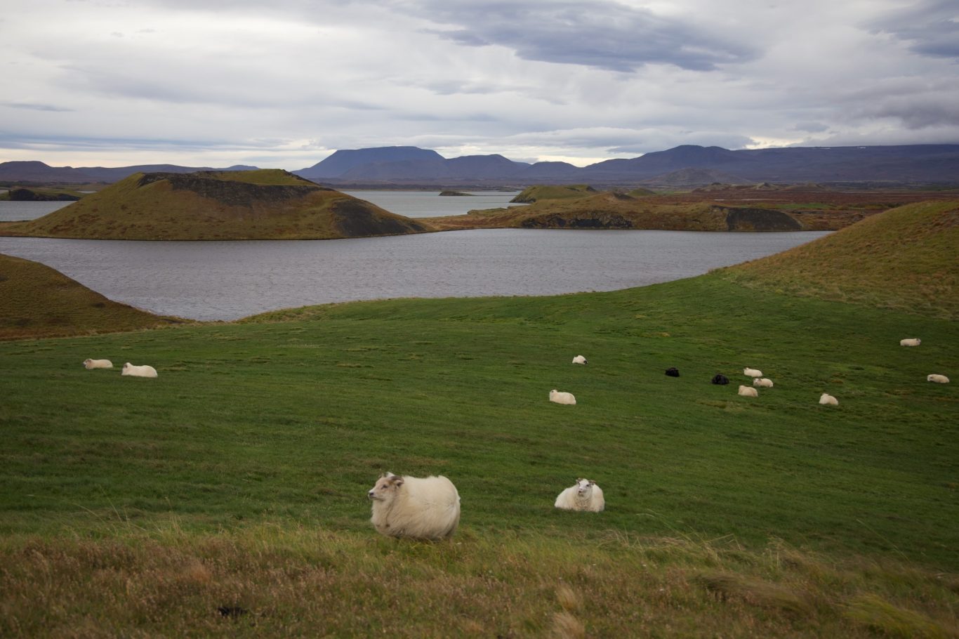 Blick über den Mývatn