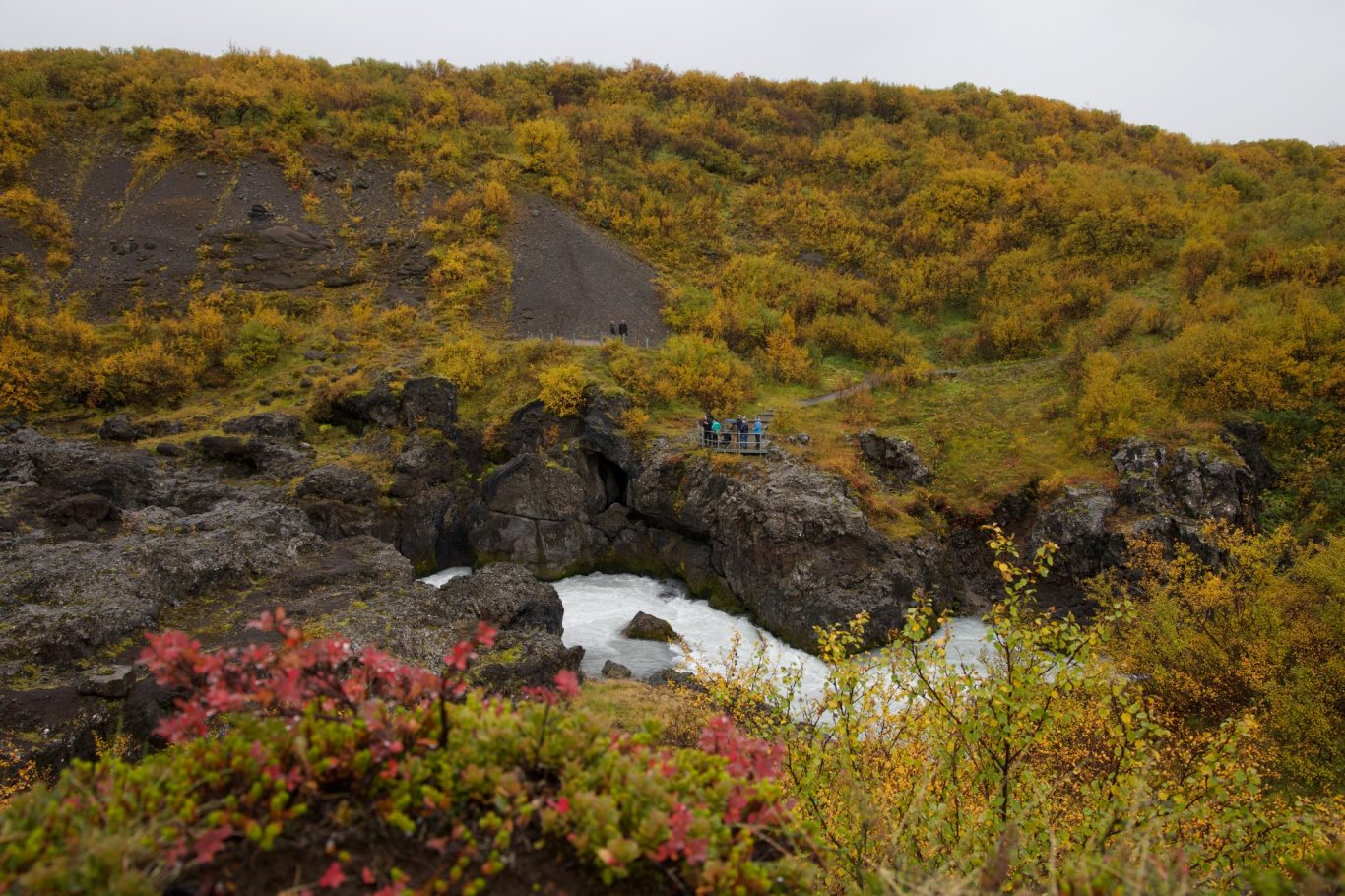 Die leuchtende Vegetation macht den grauen Tag gleich erträglicher.