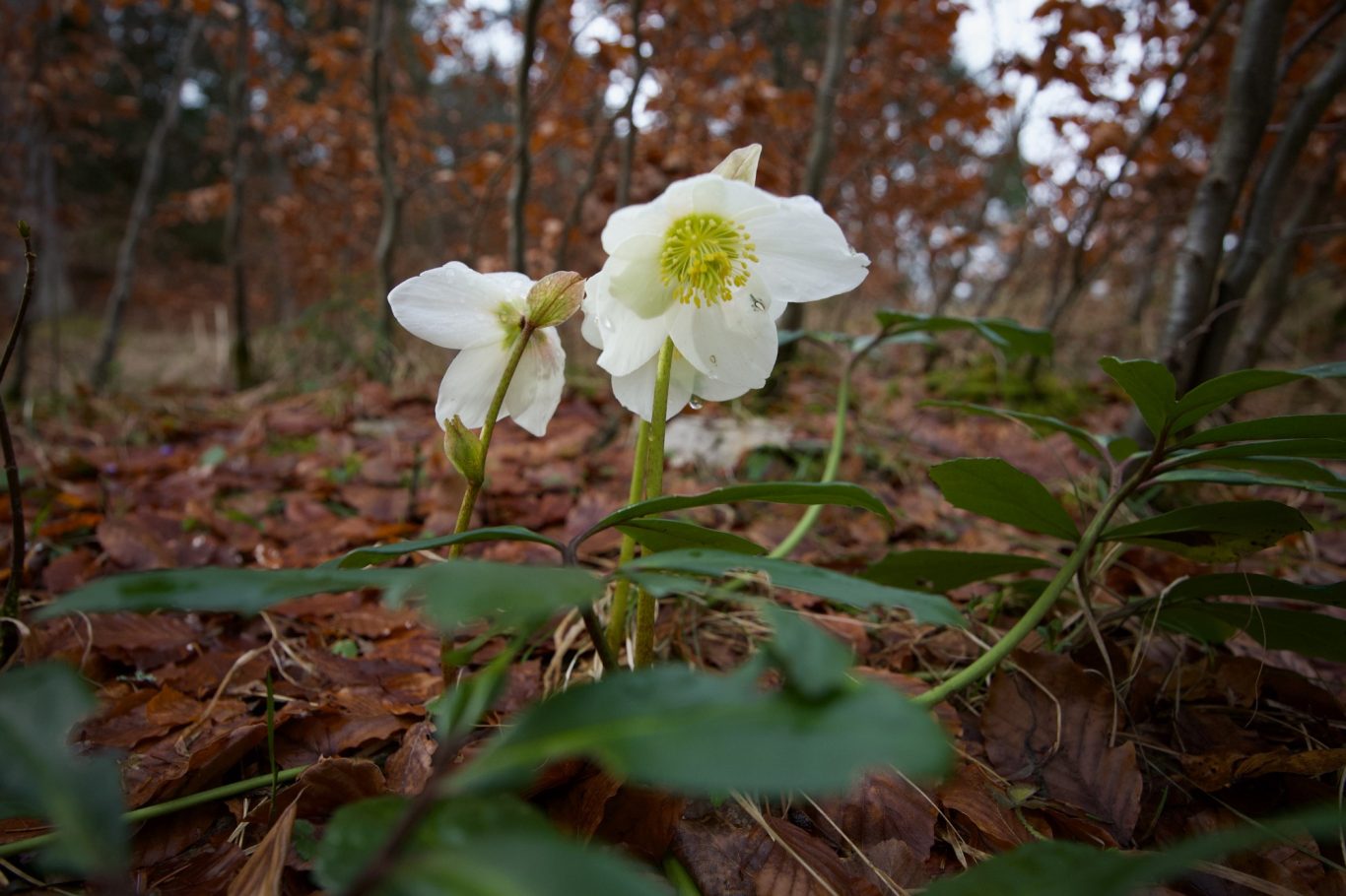 Schneerosen auf dem Weg zum Pendling