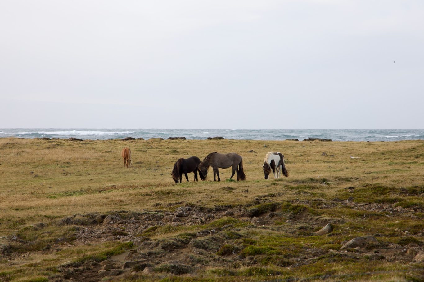 Islandpferde auf idyllischer Weide am Meer
