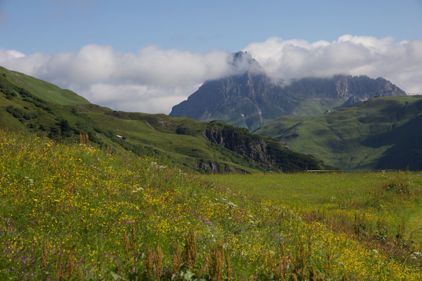 Blumenwiese mit dem Großen Widderstein im Hintergrund