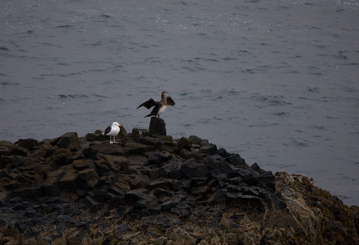 Zahlreiche Seevögel finden hier einen Rastplatz