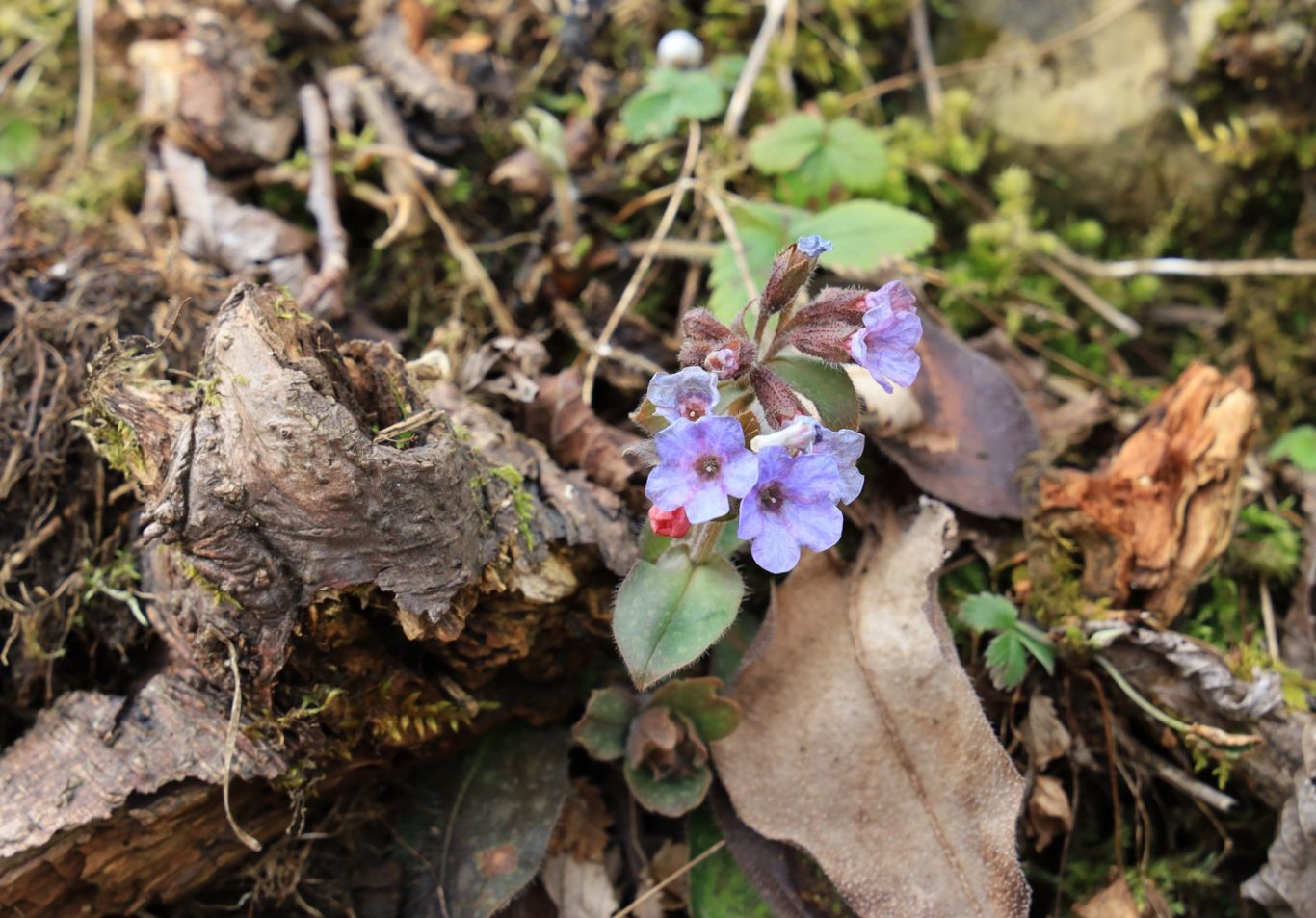 Im Frühjahr freut man sich immer über die ersten Blümchen
